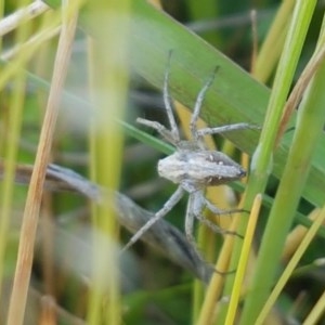 Oxyopes sp. (genus) at Dunlop, ACT - 3 Nov 2020