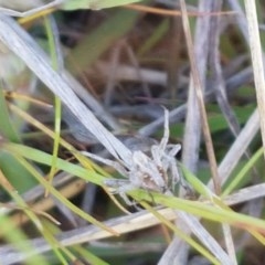 Oxyopes sp. (genus) at Dunlop, ACT - 3 Nov 2020