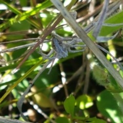 Oxyopes sp. (genus) at Dunlop, ACT - 3 Nov 2020