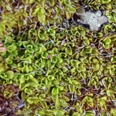 Unidentified Moss, Liverwort or Hornwort at Fraser, ACT - 3 Nov 2020 by tpreston