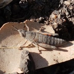 Pardillana limbata (Common Pardillana) at Dunlop Grasslands - 3 Nov 2020 by tpreston