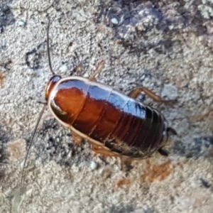 Melanozosteria dookiensis at Fraser, ACT - 3 Nov 2020