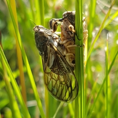 Myopsalta waterhousei (Smoky Buzzer) at Dunlop Grasslands - 3 Nov 2020 by tpreston