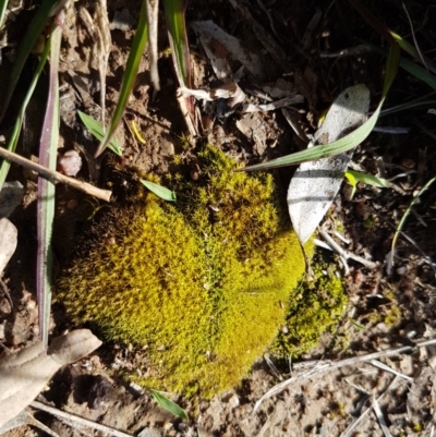 Unidentified Moss / Liverwort / Hornwort at Dunlop Grasslands - 3 Nov 2020 by tpreston