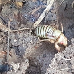 Myopsalta waterhousei at Fraser, ACT - 3 Nov 2020