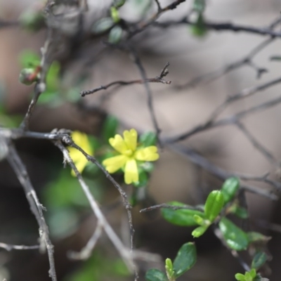 Hibbertia aspera subsp. aspera at Corunna, NSW - 2 Nov 2020 by LocalFlowers