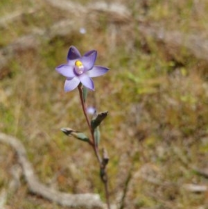 Thelymitra peniculata at Hawker, ACT - 3 Nov 2020