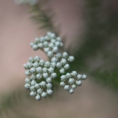 Ozothamnus diosmifolius (Rice Flower, White Dogwood, Sago Bush) at Corunna, NSW - 2 Nov 2020 by LocalFlowers