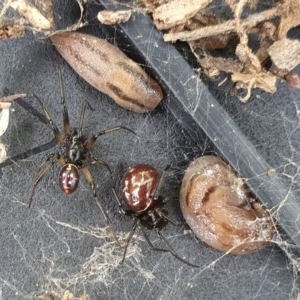 Steatoda capensis at Flynn, ACT - 29 Oct 2020 02:50 PM