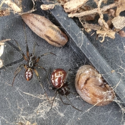 Steatoda capensis (South African cupboard spider) at Flynn, ACT - 29 Oct 2020 by Helend