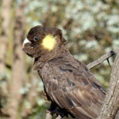 Zanda funerea (Yellow-tailed Black-Cockatoo) at Yass River, NSW - 3 Nov 2020 by SenexRugosus