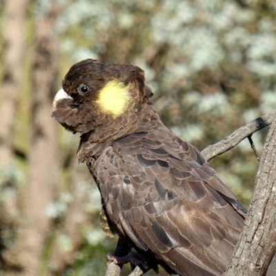 Zanda funerea (Yellow-tailed Black-Cockatoo) at Yass River, NSW - 3 Nov 2020 by SenexRugosus