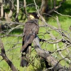 Zanda funerea at Yass River, NSW - 3 Nov 2020