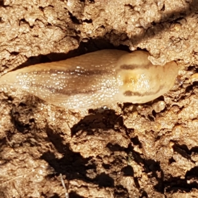 Ambigolimax nyctelia (Striped Field Slug) at Dunlop Grasslands - 3 Nov 2020 by tpreston