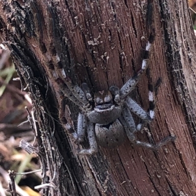 Isopeda sp. (genus) (Huntsman Spider) at Murrumbateman, NSW - 2 Nov 2020 by Tapirlord