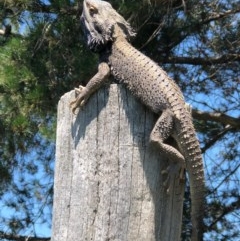 Pogona barbata (Eastern Bearded Dragon) at Murrumbateman, NSW - 3 Nov 2020 by Tapirlord