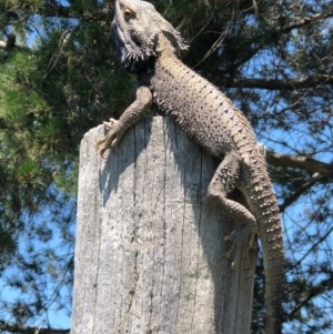 Pogona barbata at Murrumbateman, NSW - suppressed