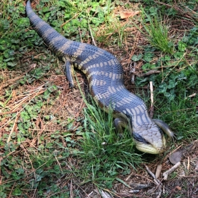 Tiliqua scincoides scincoides (Eastern Blue-tongue) at Murrumbateman, NSW - 15 Oct 2018 by Tapirlord