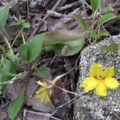 Goodenia hederacea subsp. hederacea at Hawker, ACT - 3 Nov 2020