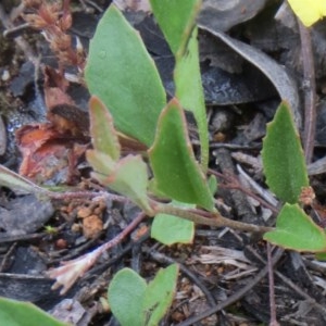 Goodenia hederacea subsp. hederacea at Hawker, ACT - 3 Nov 2020