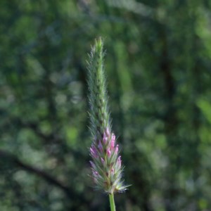 Trifolium angustifolium at O'Connor, ACT - 3 Nov 2020