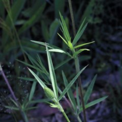 Trifolium angustifolium at O'Connor, ACT - 3 Nov 2020