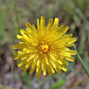 Hypochaeris radicata at O'Connor, ACT - 3 Nov 2020