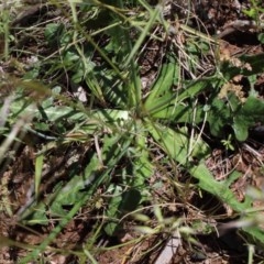 Hypochaeris radicata at O'Connor, ACT - 3 Nov 2020