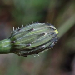 Hypochaeris radicata at O'Connor, ACT - 3 Nov 2020