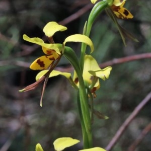 Diuris sulphurea at O'Connor, ACT - suppressed