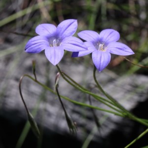 Wahlenbergia stricta subsp. stricta at O'Connor, ACT - 3 Nov 2020