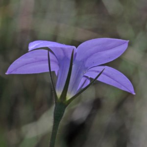 Wahlenbergia stricta subsp. stricta at O'Connor, ACT - 3 Nov 2020 02:06 PM