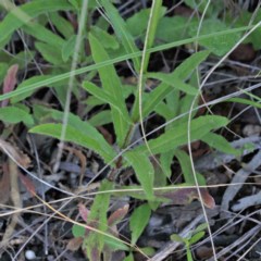 Wahlenbergia stricta subsp. stricta at O'Connor, ACT - 3 Nov 2020