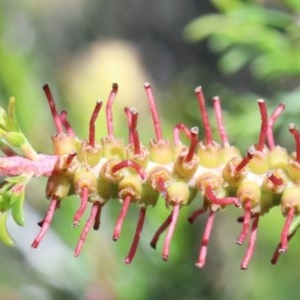 Melaleuca parvistaminea at O'Connor, ACT - 3 Nov 2020 02:11 PM