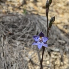 Thelymitra simulata (Graceful Sun-orchid) at Uriarra, NSW - 3 Nov 2020 by MattM