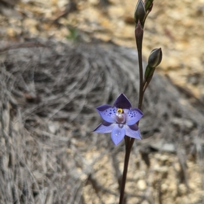 Thelymitra simulata (Graceful Sun-orchid) at Uriarra, NSW - 3 Nov 2020 by MattM