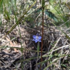 Thelymitra simulata (Graceful Sun-orchid) at Uriarra, NSW - 3 Nov 2020 by MattM