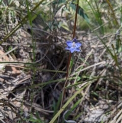 Thelymitra simulata at Uriarra, NSW - suppressed