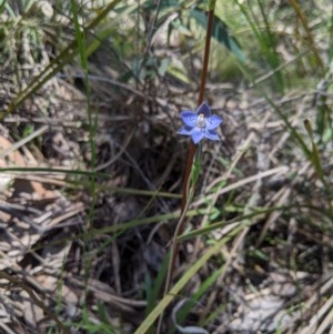 Thelymitra simulata at Uriarra, NSW - suppressed