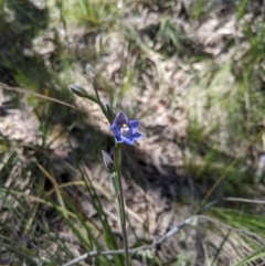 Thelymitra simulata at Uriarra, NSW - suppressed