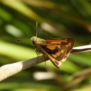 Ocybadistes walkeri at Kambah, ACT - 2 Nov 2020 02:15 PM