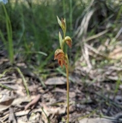 Oligochaetochilus squamatus (Southern Rustyhood) at Brindabella, NSW - 3 Nov 2020 by MattM