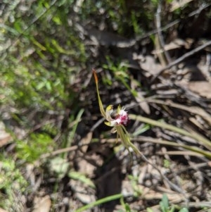 Caladenia parva at Brindabella, NSW - 3 Nov 2020