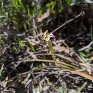 Caladenia parva at Brindabella, NSW - 3 Nov 2020