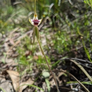 Caladenia parva at Brindabella, NSW - 3 Nov 2020