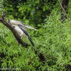 Anhinga novaehollandiae (Australasian Darter) at Lake Burley Griffin West - 24 Oct 2020 by JonSteinbeck