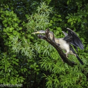 Anhinga novaehollandiae at Yarralumla, ACT - 24 Oct 2020