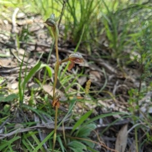 Oligochaetochilus squamatus at Brindabella, NSW - 3 Nov 2020