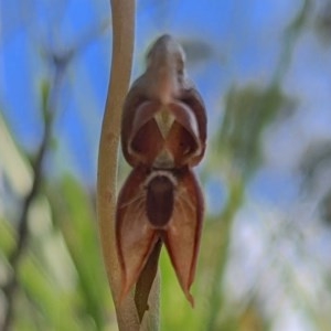 Oligochaetochilus squamatus at Brindabella, NSW - 3 Nov 2020