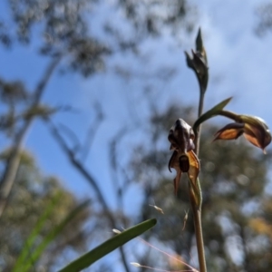 Oligochaetochilus squamatus at Brindabella, NSW - 3 Nov 2020